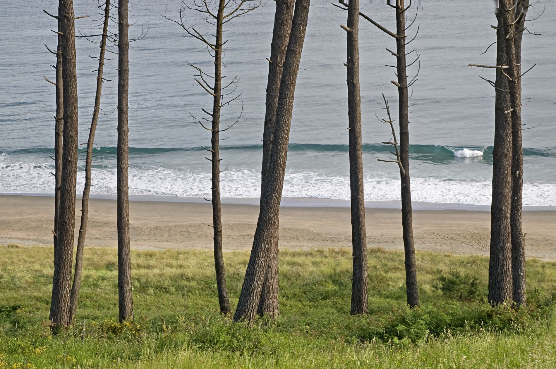 Fresurfschool